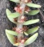 Crassula sieberiana subsp sieberiana-65.jpg